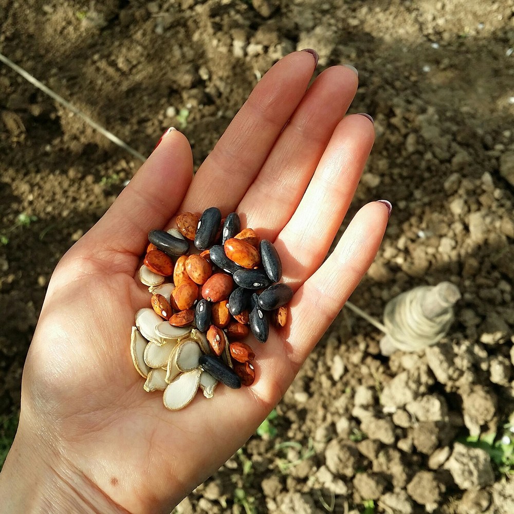 Récolter ses graines au jardin