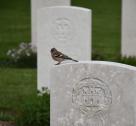 Cimetière militaire britannique de Bayeux