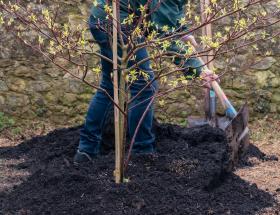 Plantation d'arbre à Bayeux