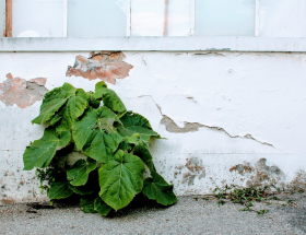 Propreté urbaine, pieds de murs