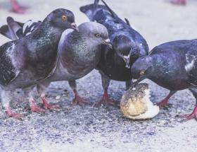 Pigeons