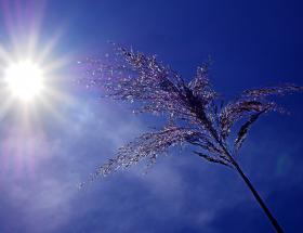 Canicule photo d'illustration