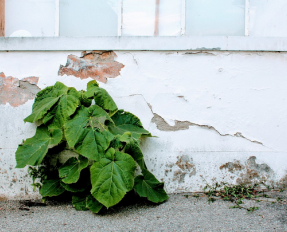 Propreté urbaine, pieds de murs