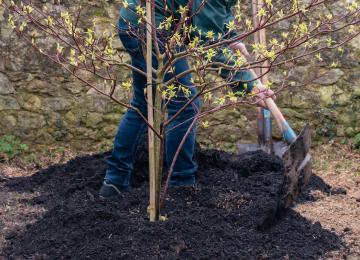 Plantation d'arbre à Bayeux