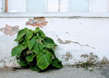 Propreté urbaine, pieds de murs