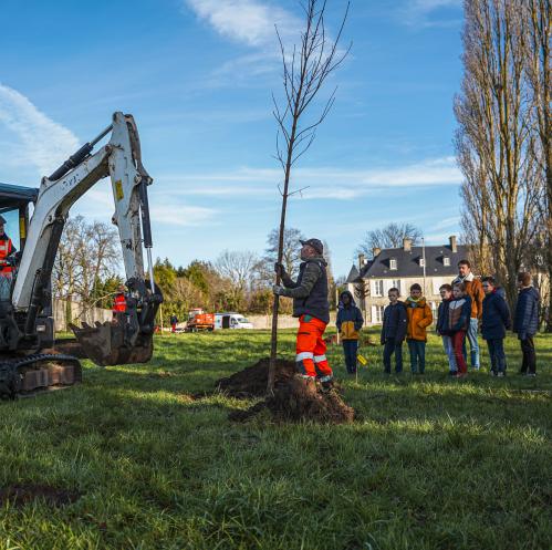 plantation d'arbres à Bayeux