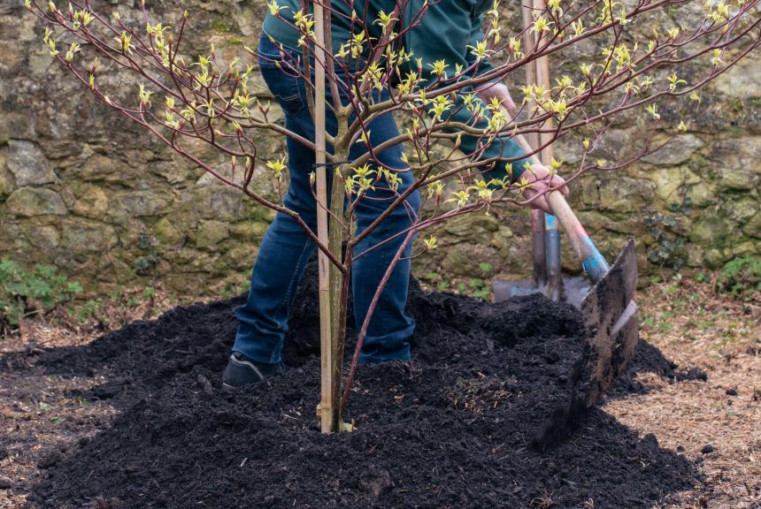 Plantation d'arbre à Bayeux