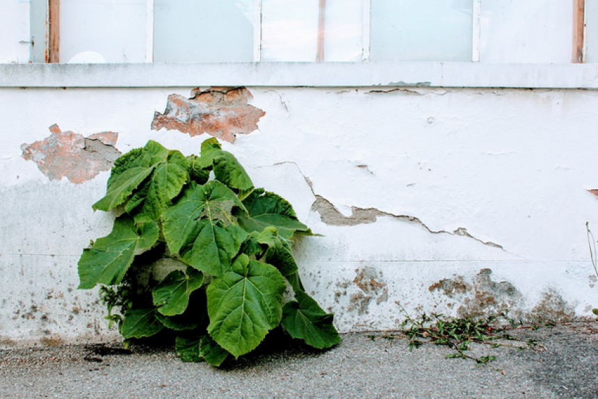 Propreté urbaine, pieds de murs Propreté urbaine, pieds de murs