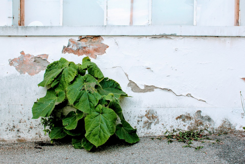 Propreté urbaine, pieds de murs