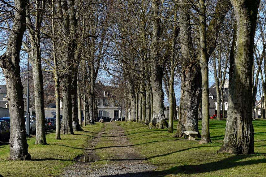 Tilleuls le long de la place de Gaulle à Bayeux © Stéphane Maurice