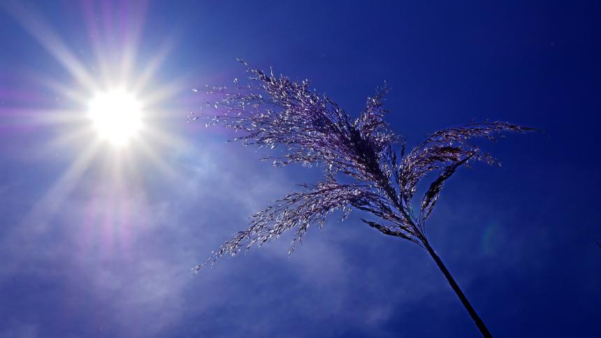 Canicule photo d'illustration