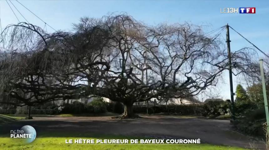 hêtre pleureur de bayeux sur TF1
