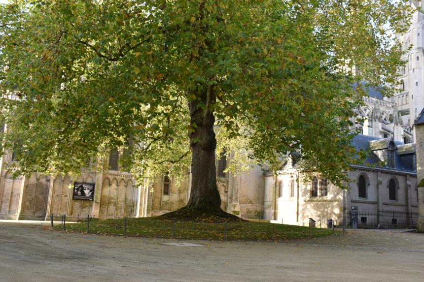 Arbre de la liberté à Bayeux