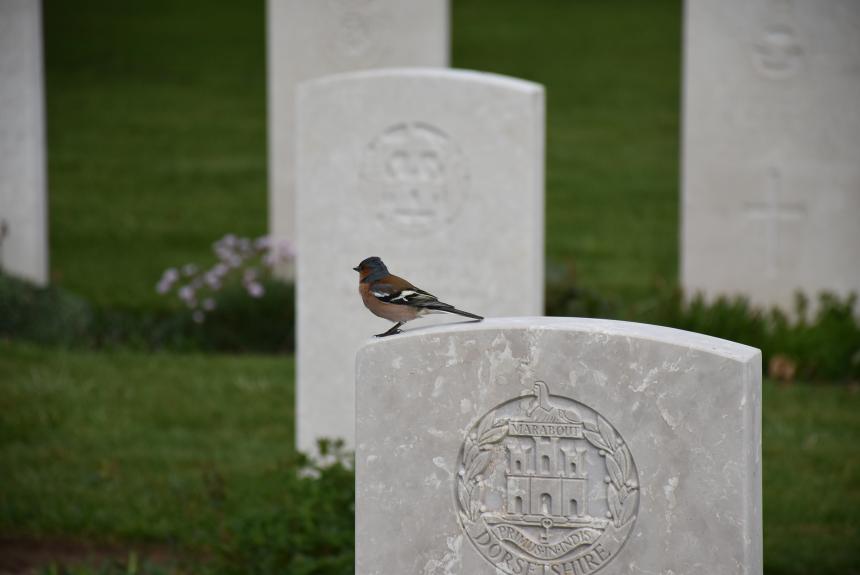 Cimetière militaire britannique de Bayeux Cimetière militaire britannique de Bayeux