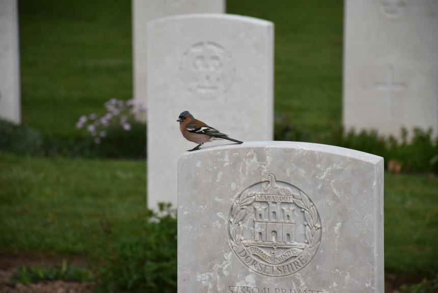 Cimetière militaire britannique de Bayeux Cimetière militaire britannique de Bayeux