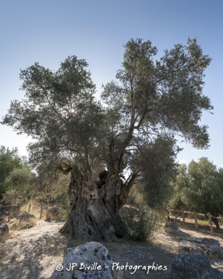 Arbres légendaires de Crête © Jean-Pascal Biville Arbres légendaires de Crête © Jean-Pascal Biville